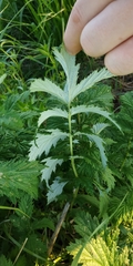 Filipendula stepposa