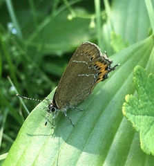 Satyrium pruni