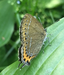 Satyrium pruni
