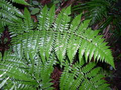 Dryopteris remota
