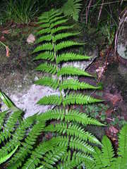 Dryopteris remota