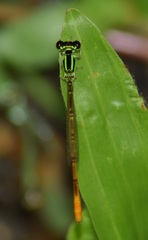 Agriocnemis keralensis