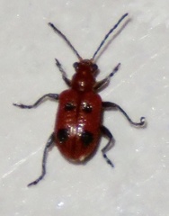 Neolema quadriguttata