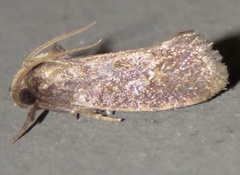 Acrolophus texanella