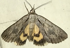 Catocala clintonii
