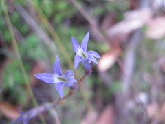 Lobelia gibbosa
