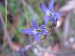 Lobelia gibbosa