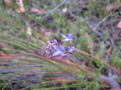 Lobelia gibbosa