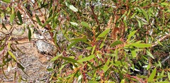 Eucalyptus concinna