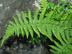 Dryopteris tyrrhena