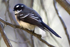 Rhipidura albiscapa alisteri