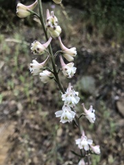 Delphinium hansenii