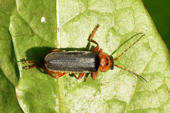 Cantharis annularis