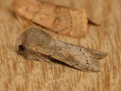 Orthosia populeti