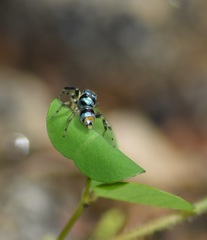 Phintella vittata