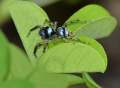 Phintella vittata