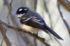 Rhipidura albiscapa alisteri