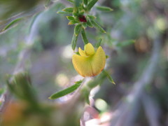Phyllota pleurandroides