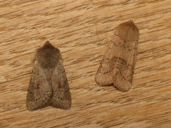 Orthosia populeti