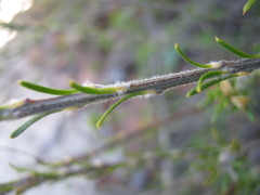 Phyllota pleurandroides