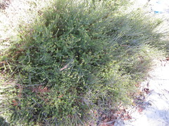 Phyllota pleurandroides