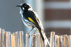 Phylidonyris novaehollandiae novaehollandiae