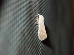 Creatonotos transiens vacillans