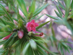 Brachyloma ericoides