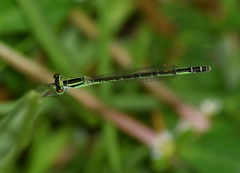 Agriocnemis keralensis