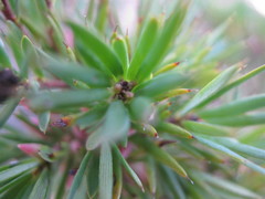 Brachyloma ericoides