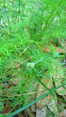 Cyperus hortensis