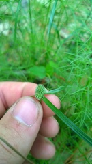 Cyperus hortensis