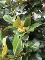 Trichocladus ellipticus