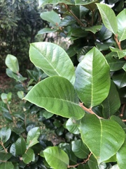 Trichocladus ellipticus