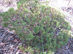 Brachyloma ericoides