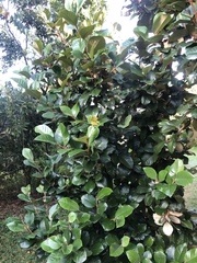 Trichocladus ellipticus