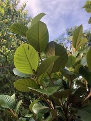 Trichocladus ellipticus