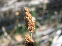 Lepidobolus drapetocoleus