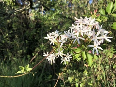 Jasminum floribundum