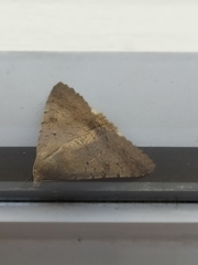 Pandesma quenavadi