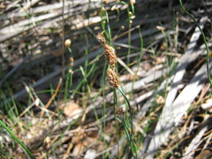 Lepidobolus drapetocoleus