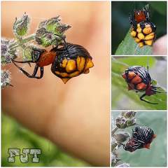 Micrathena glyptogonoides