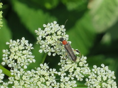 Callimoxys fuscipennis