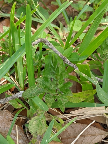 Ruellia image
