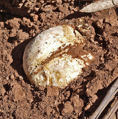 Mycenastrum corium