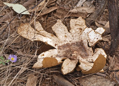 Mycenastrum corium