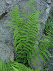 Dryopteris tyrrhena