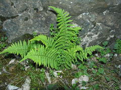 Dryopteris tyrrhena