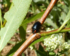 Chrysomela confluens