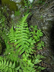 Dryopteris tyrrhena